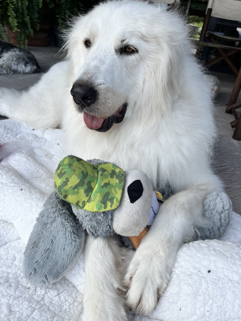 048E88F1-6AA7-4F57-B5EF-502CB9B1A4D6_1_105_c