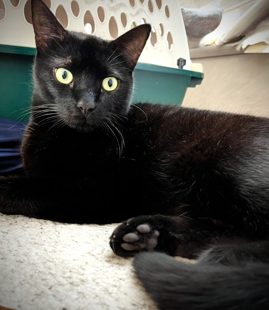 15729225-3A6E-4ED8-9531-15B1A7C6E476_1_102_a