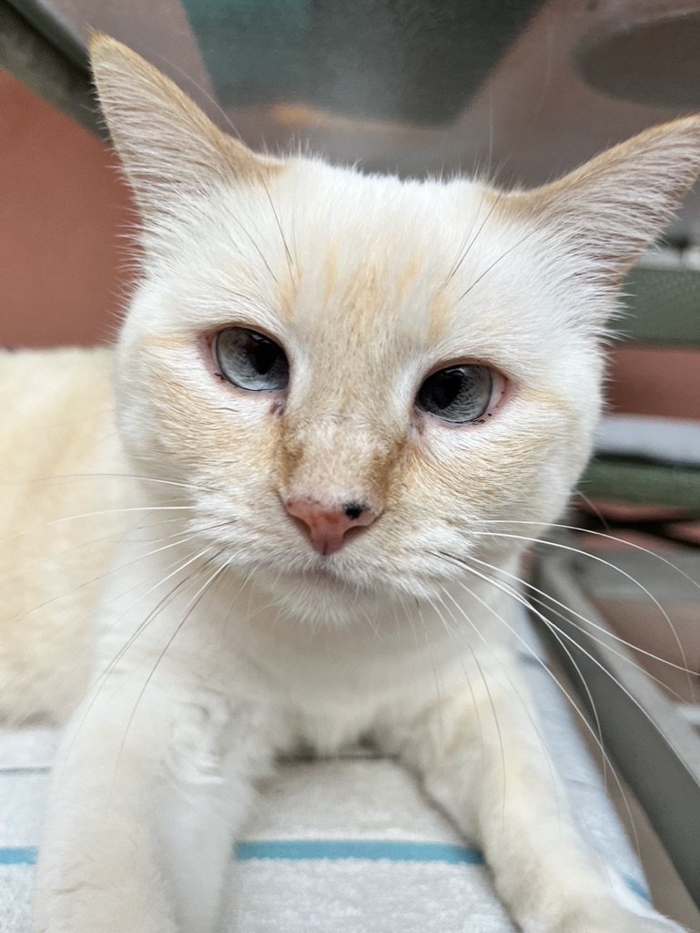 16ADEB16-92B4-4438-A841-FA1A85A0CA4A_1_105_c