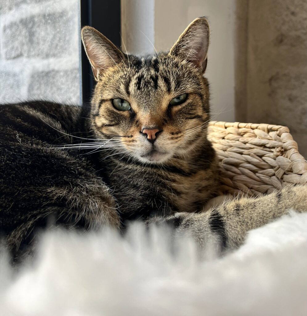 25FF20E9-D7E6-4E06-8801-C1742E265C04_1_102_a