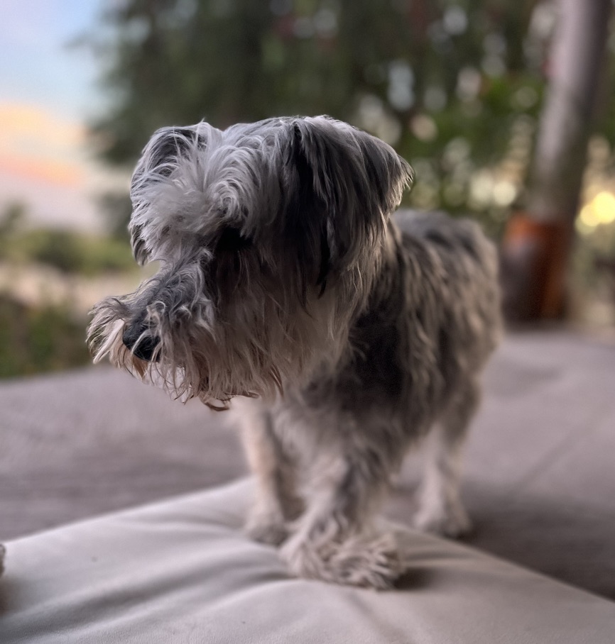 3ED5B929-22EA-4860-856B-5DF995E5A91D_1_105_c