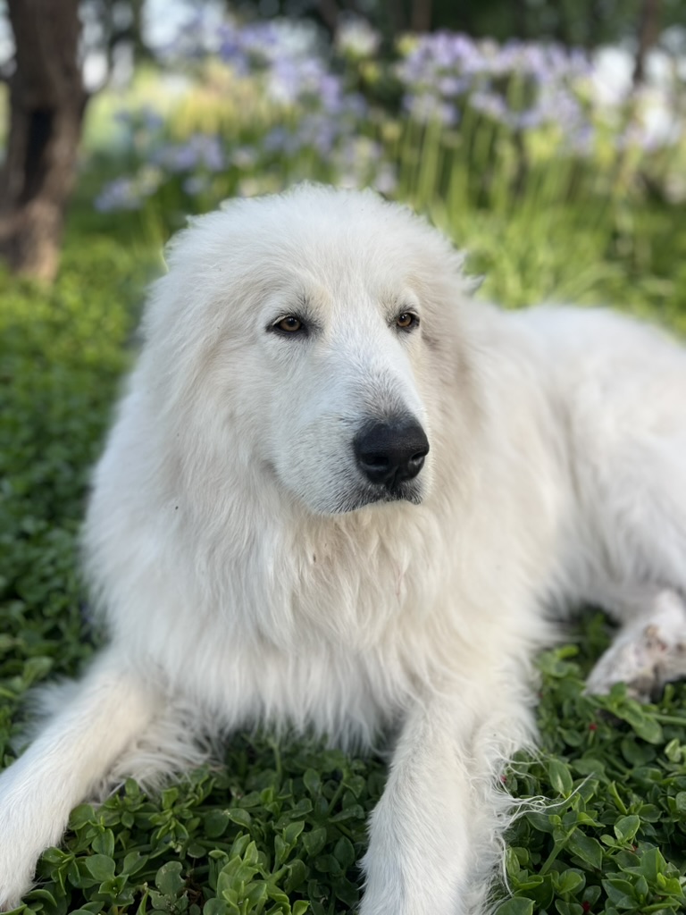 40A21C4C-77E7-4E05-97E5-7EEF4580A65D_1_105_c