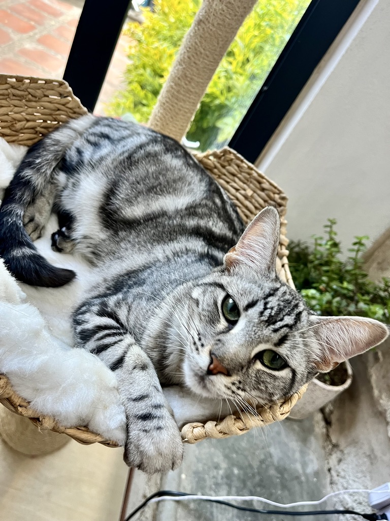 65B0EADA-C9DD-457D-8A00-11C0C77C556B_1_105_c