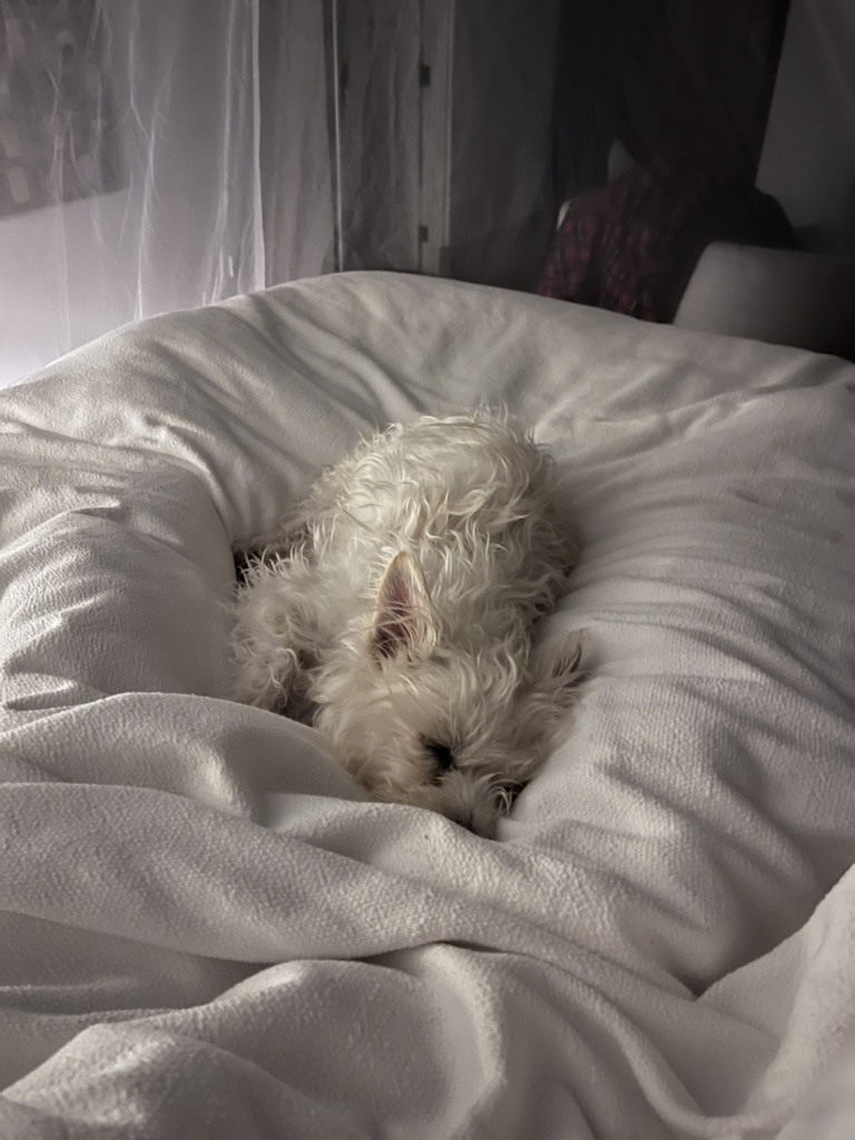 72F22C2A-1062-412A-B9BC-54F494CB2B34_1_105_c