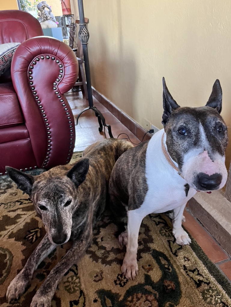 94962EC7-BC73-432E-A294-E9F94F00BA51_1_105_c