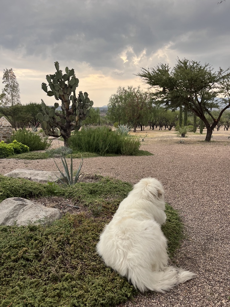 9A7D6B37-1AB1-40B2-8EFA-378B13ACBD6F_1_105_c