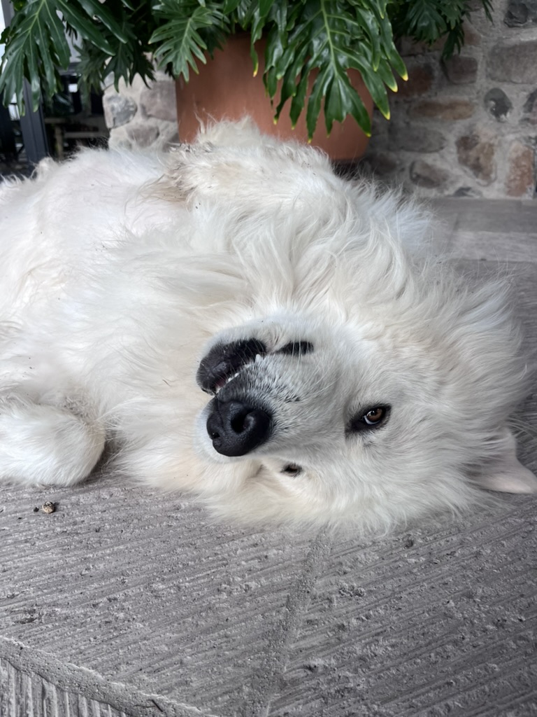 A3DE8209-A314-4AE3-A994-1A2124C993F9_1_105_c