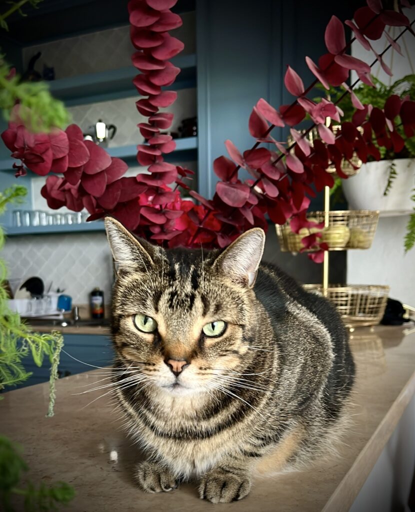 BD6FA43A-2BB5-4D11-853F-46883CAC8075_1_102_a