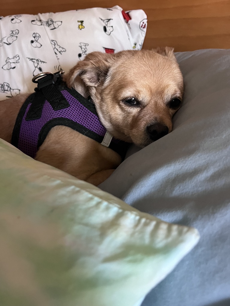 D062AE33-2E00-436A-A3C0-E9C0043346B0_1_105_c