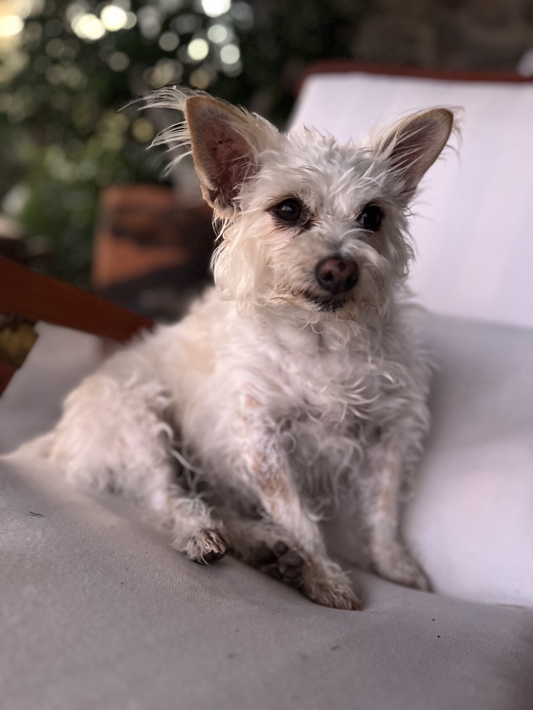 DCF098E7-D8F5-4235-82D8-2F00B8524820_1_105_c