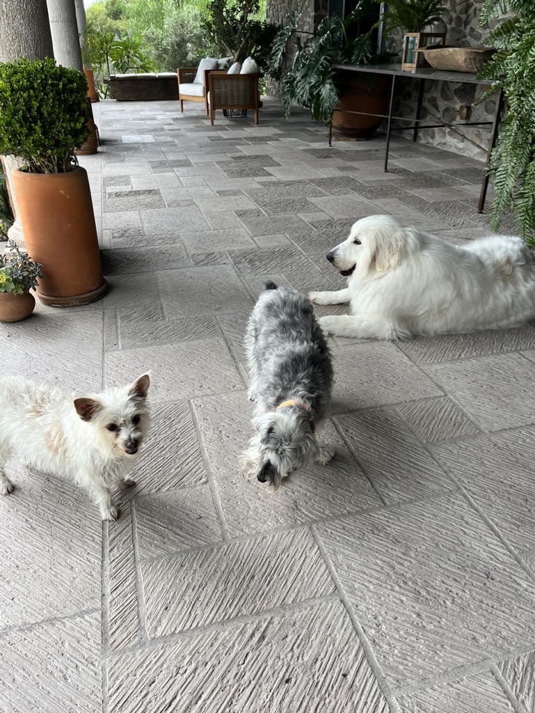 F8832812-DD11-4F49-BE4A-6F527A07EC41_1_105_c