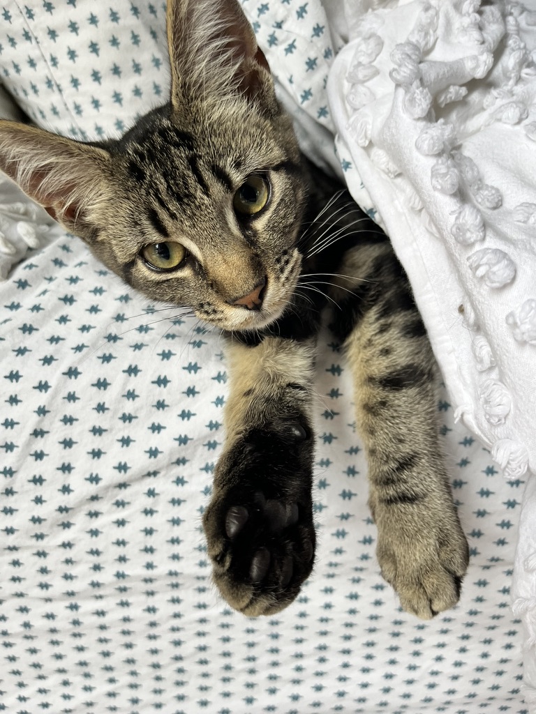 FEDFF5CA-BF4F-495E-929B-134DD2910F11_1_105_c