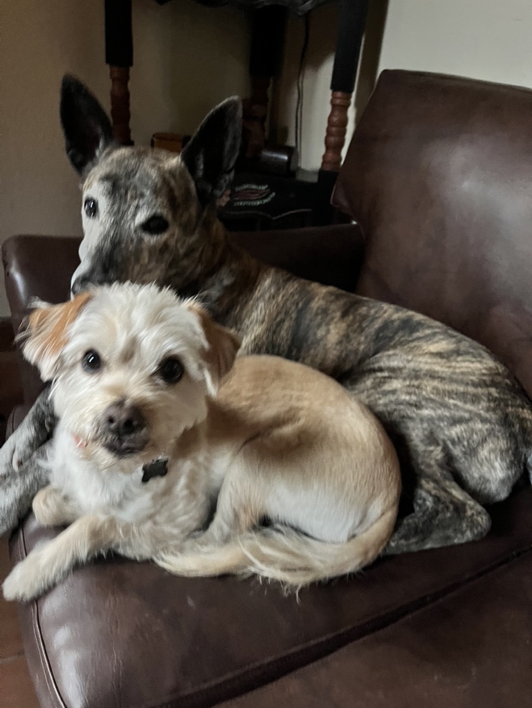 FF682A1E-BADF-43C4-BE47-8B7E3E16F2CB_1_105_c